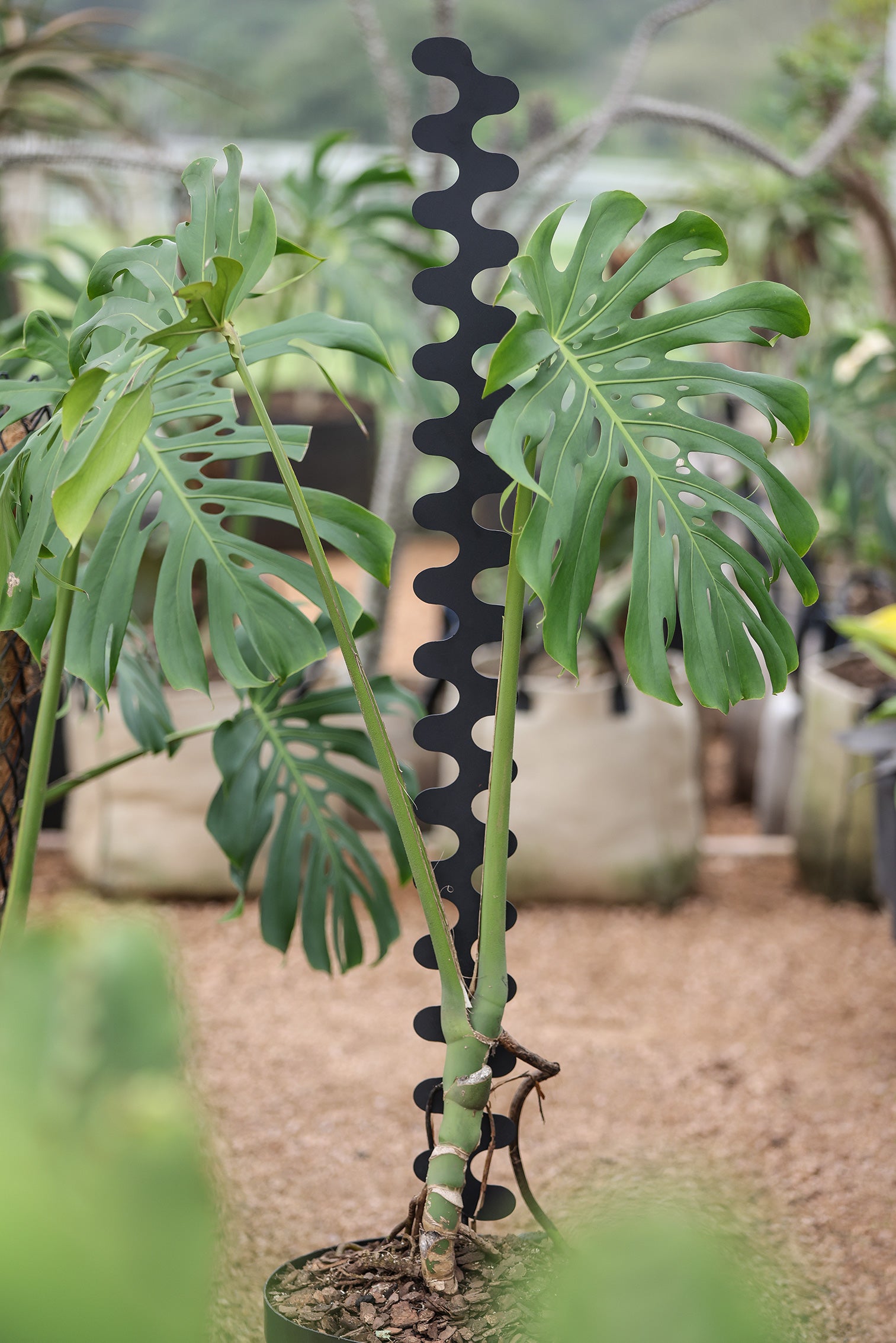 Monstera Spine Support
