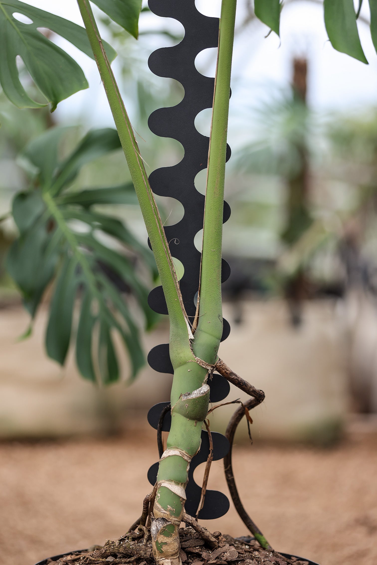 support monstera deliciosa Monstera Spine Support – SUPERBLOOM