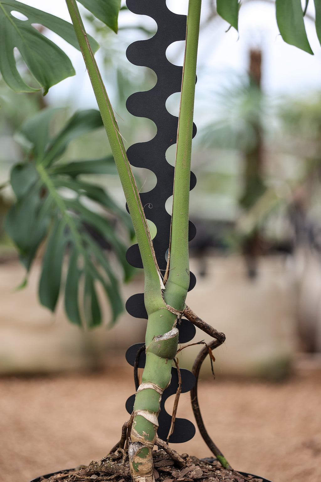 Monstera Spine Support